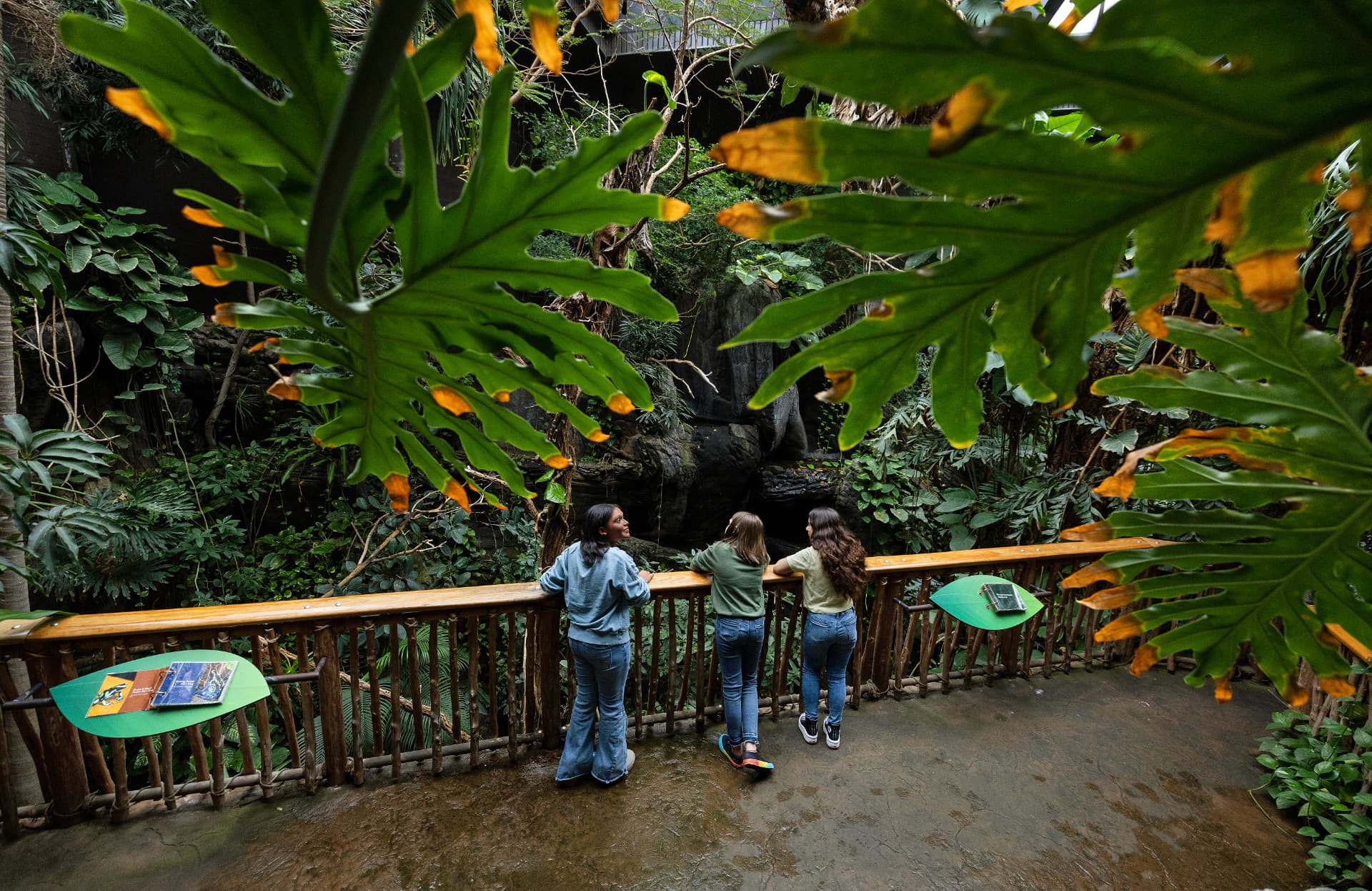 Visitors overlooking the indoor rainforest