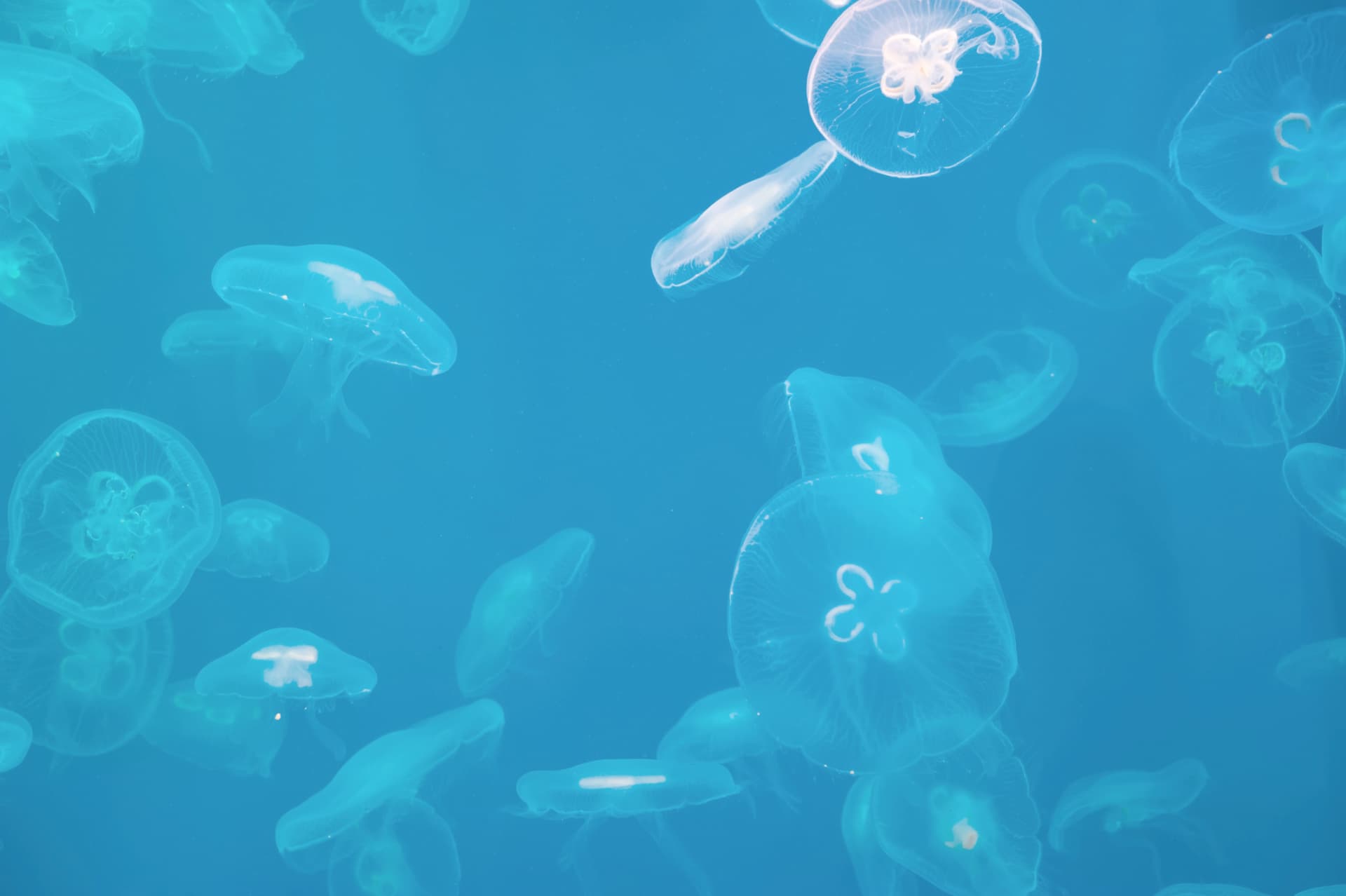 Live Jelly Cam