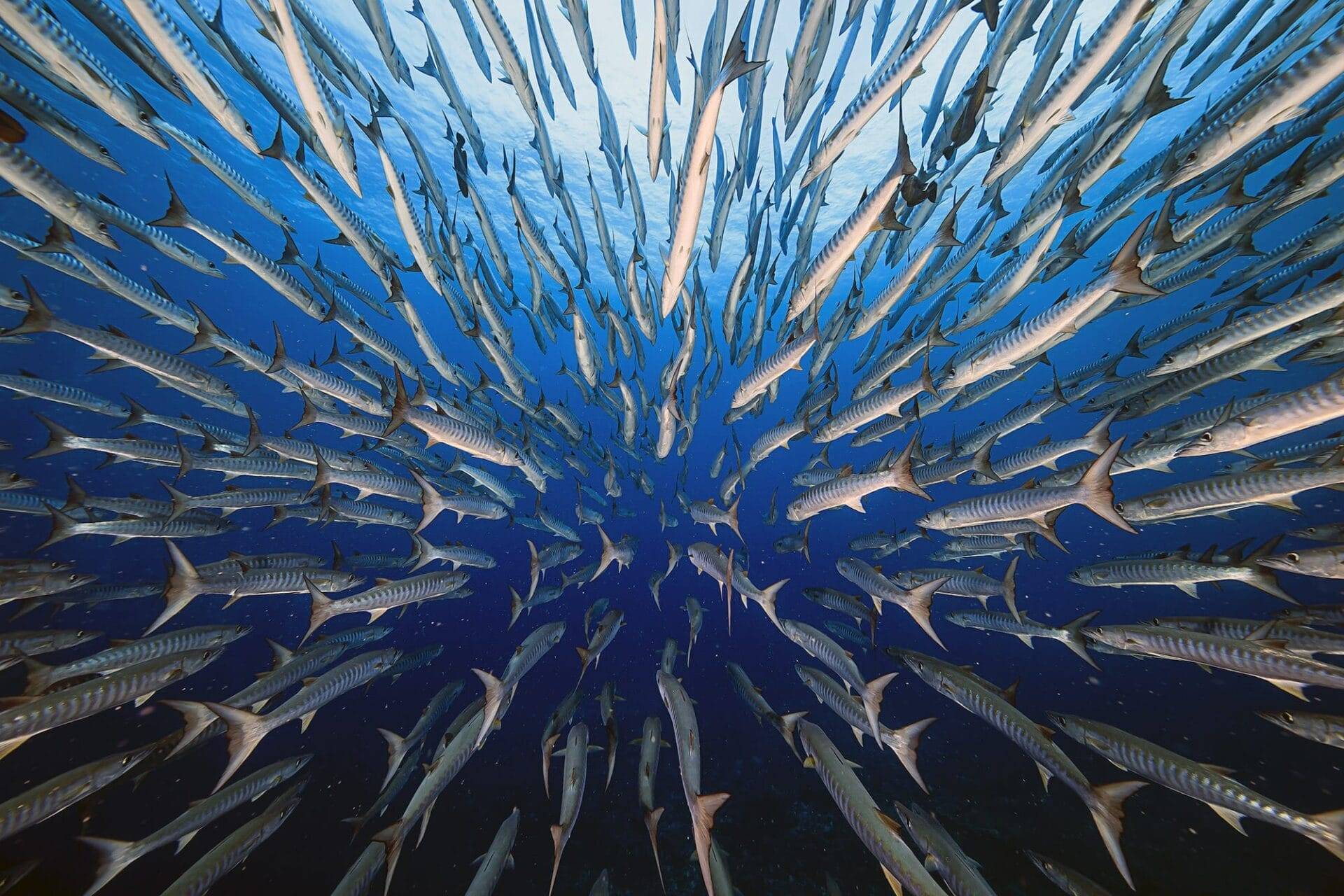 BigPicture: Natural World Photography