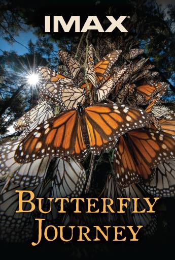 Butterfly Journey