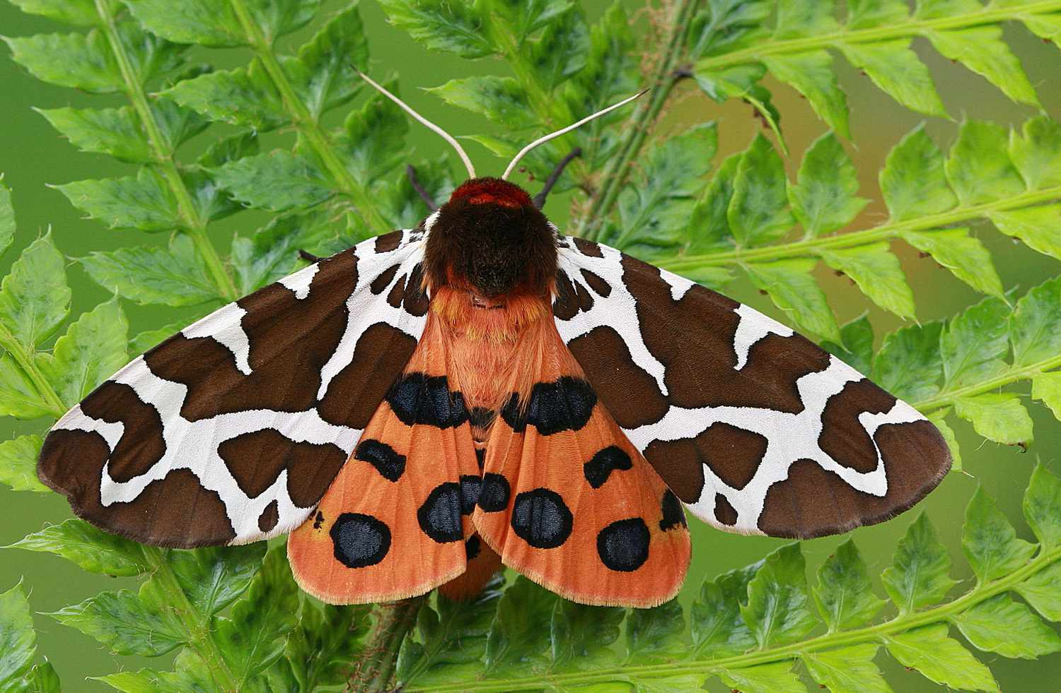 NC Moth Week