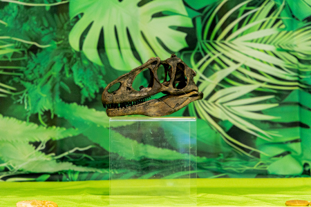 Dinosaur fossil in front of tropical leaves background
