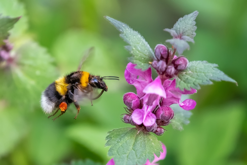 Why it might be worth keeping those weeds in your yard - Discovery ...