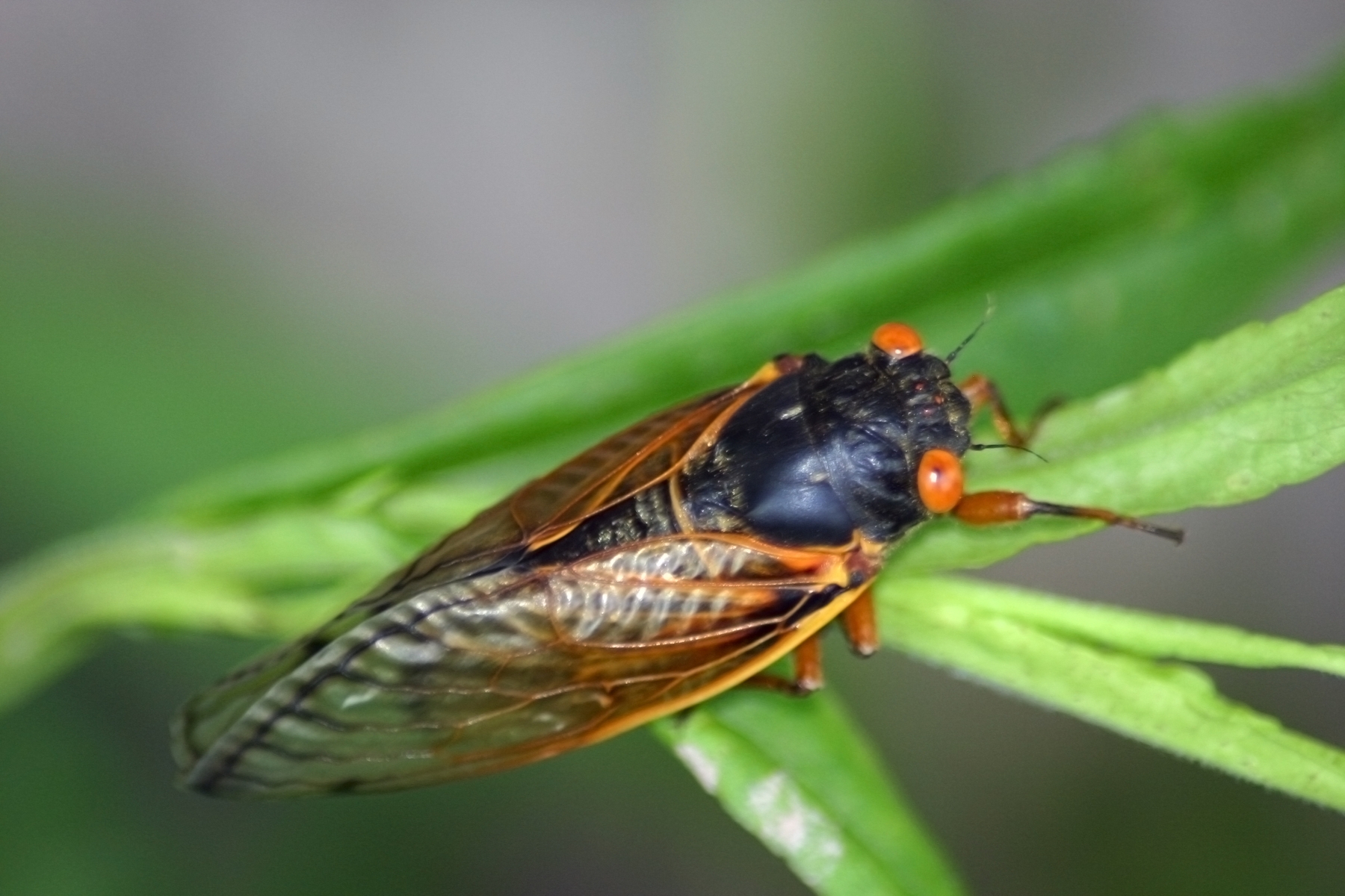 Brood X coming en masse to 15 states on the east coast, including North