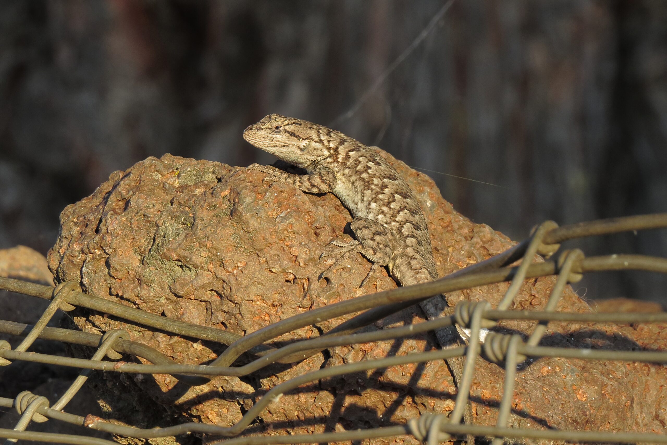 Reptile Scutes and Scales, Animal Science for Kids