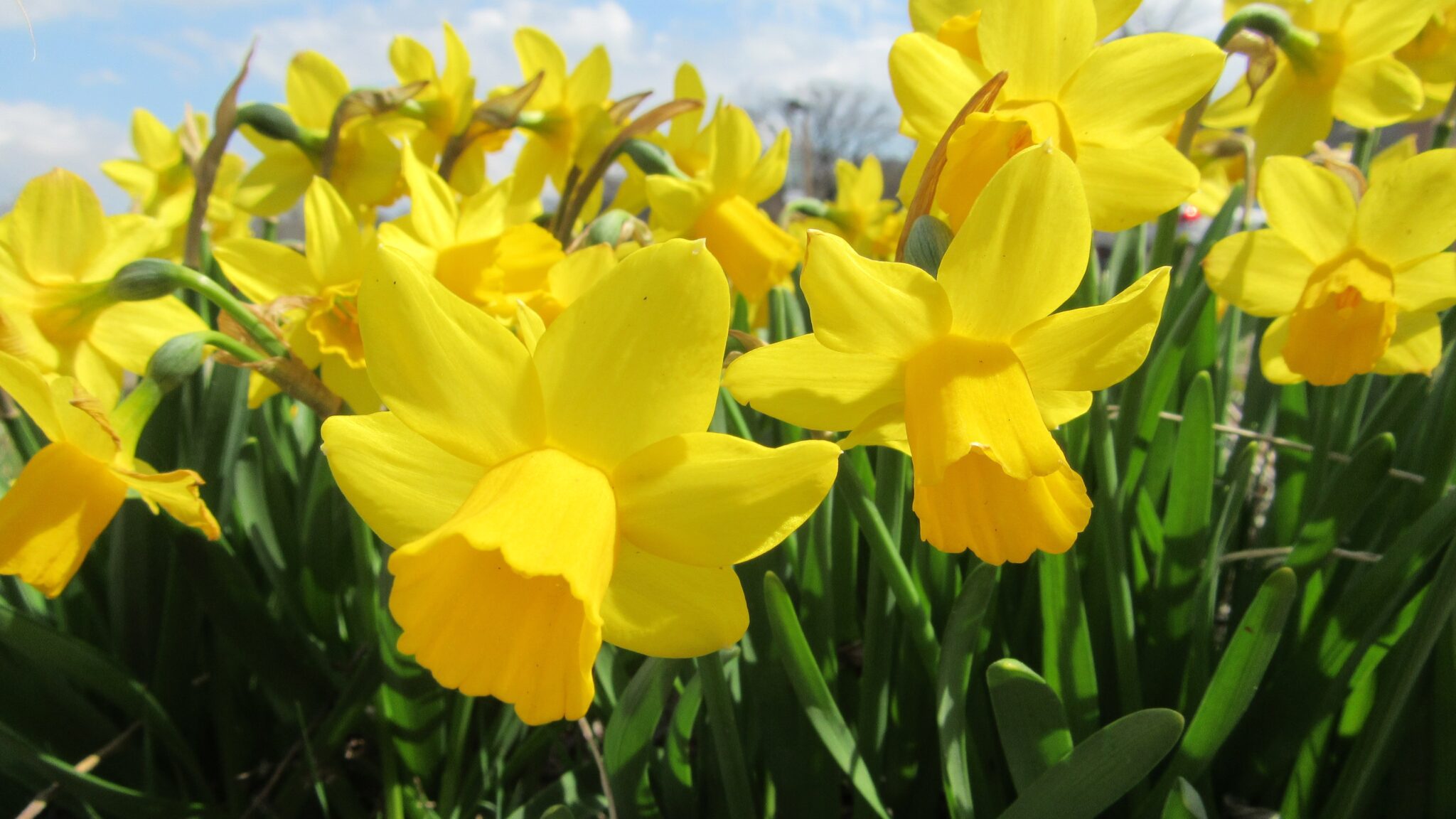 Daffodil Dissection - Discovery Place Science Museum