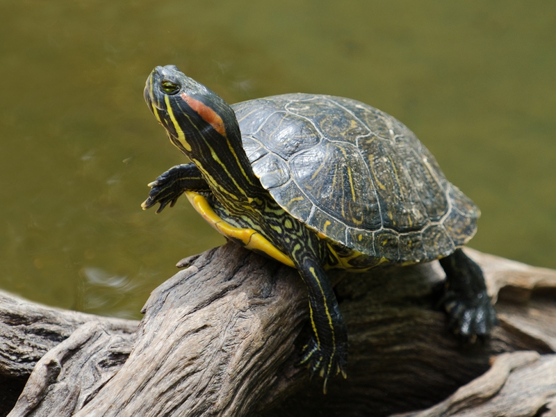 Red-Eared Slider and Yellow-Bellied Slider - Discovery Place Science Museum