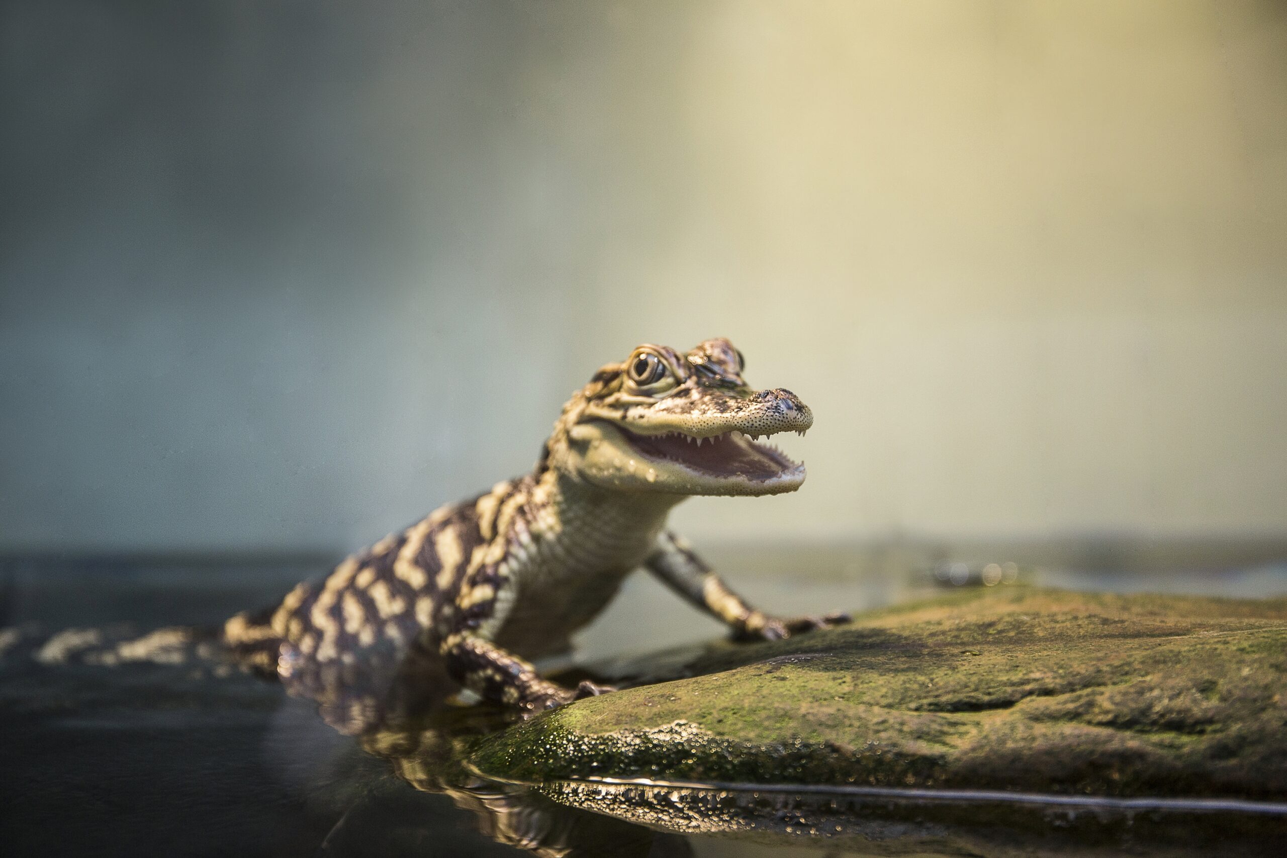 Meet the Animals Discovery Place Science Museum
