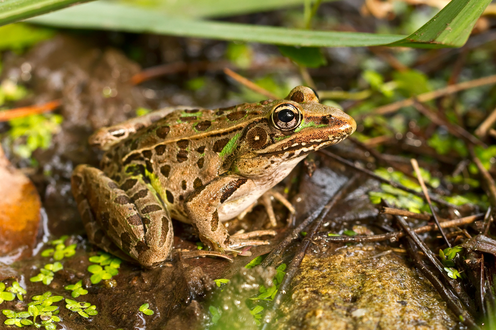 A Beginner's Guide To Amphibians - Discovery Place Science Museum