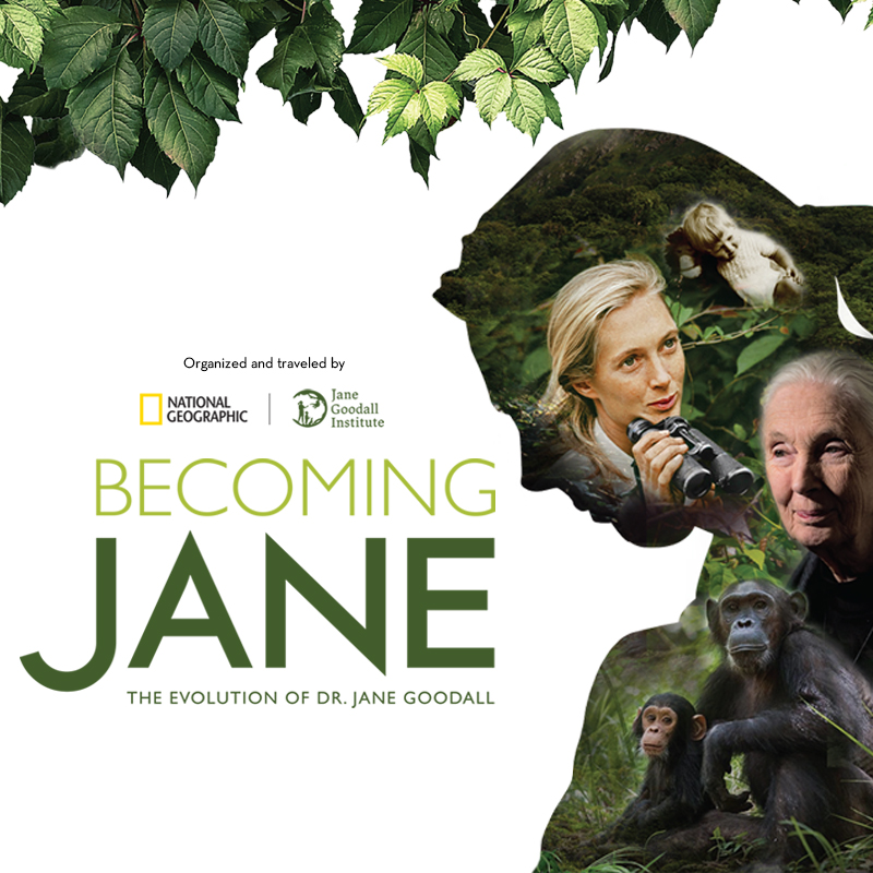 Becoming Jane: The Evolution of Dr. Jane Goodall exhibition is coming to Discovery Place Science in November.