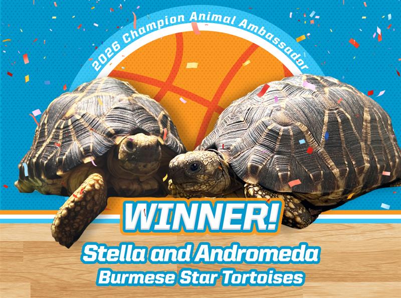 Winner Stella and Andromeda Burmese Star Tortoises